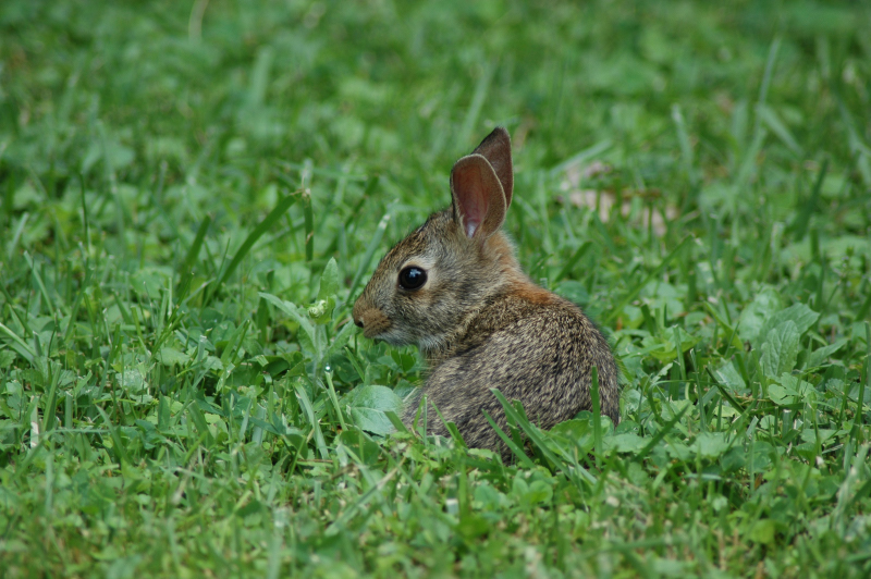 Backyard Bunny 2