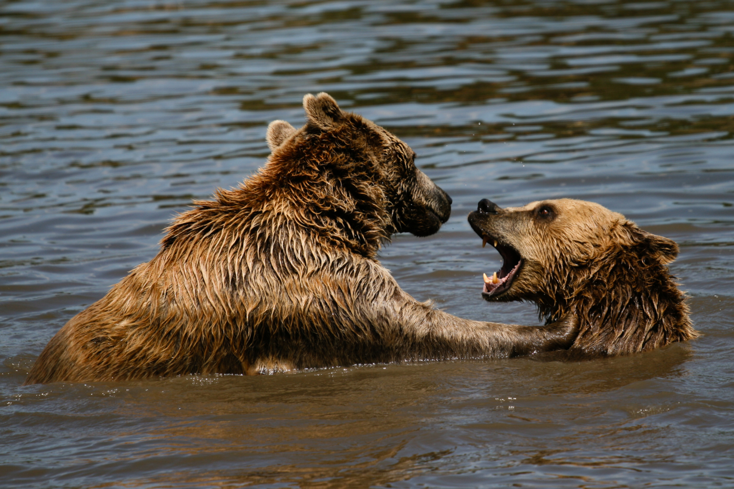 Let The Bears Eat Bear Stearns – 5 Minutes With Joe