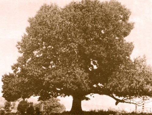 American Chestnut Tree (Uncredited, historical photo)