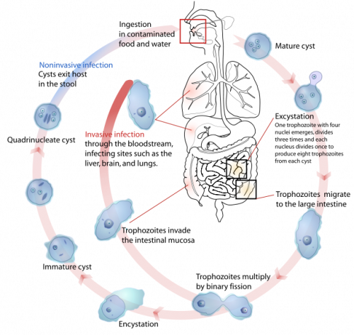 A parasitic lifecycle