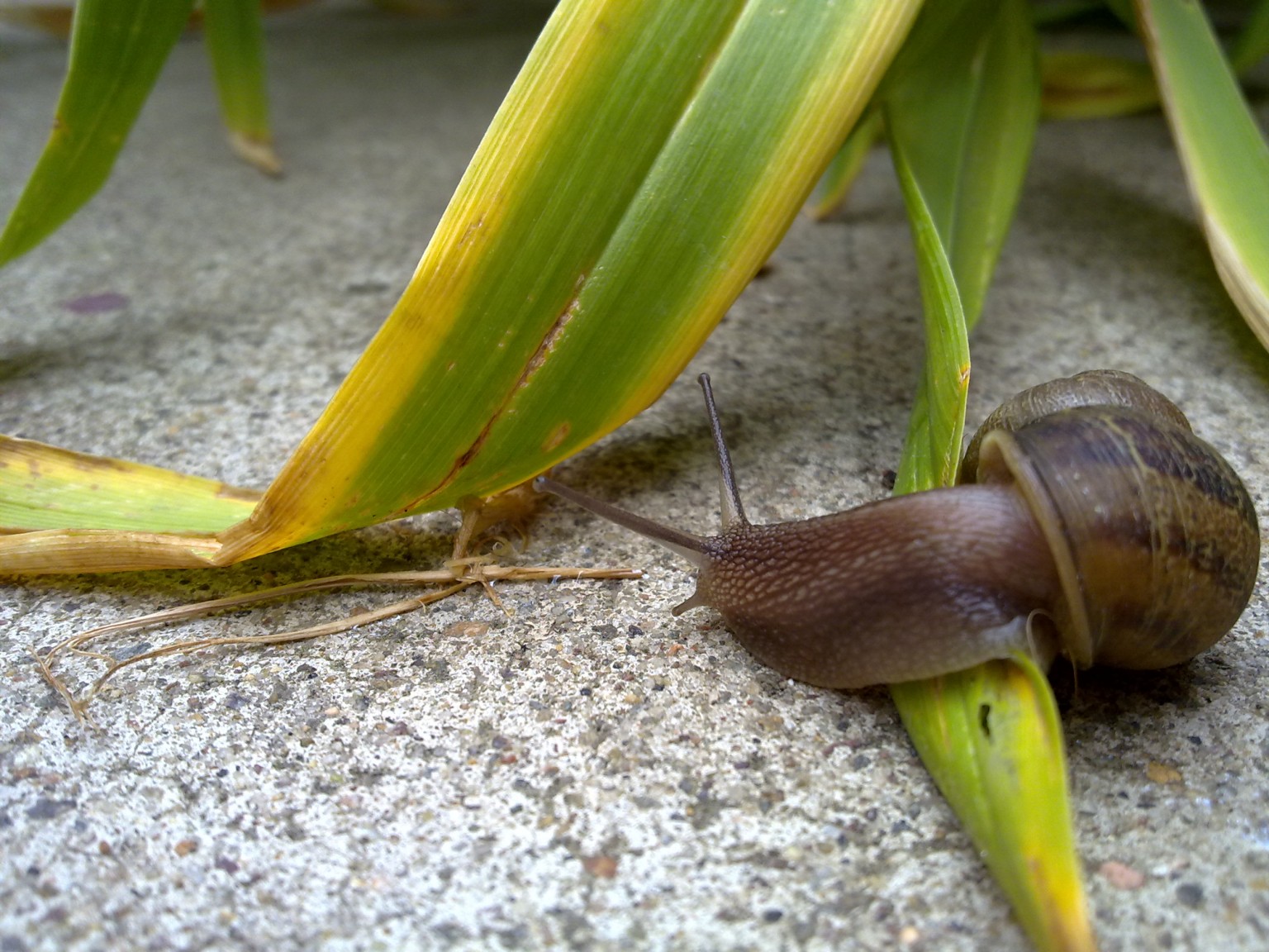 Snail Crawls