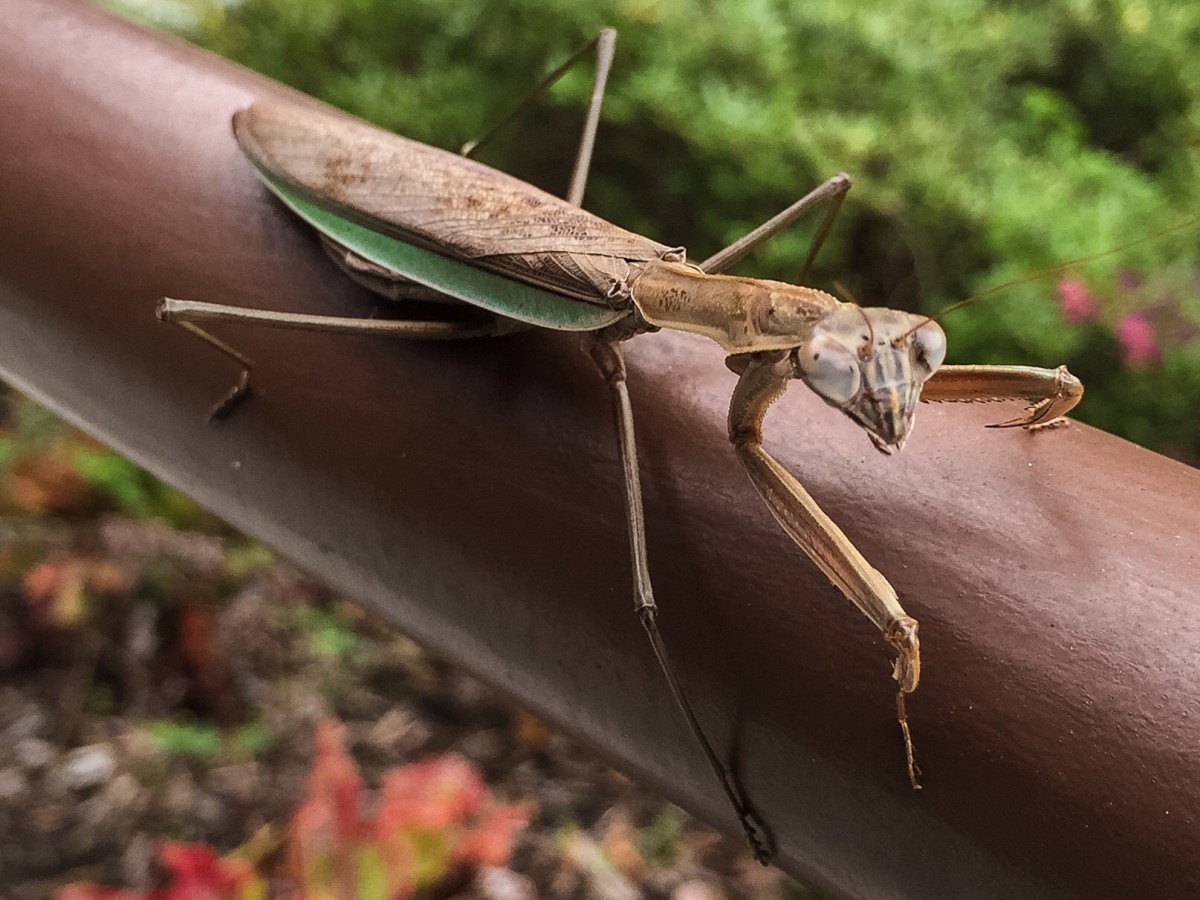 praying mantis prey