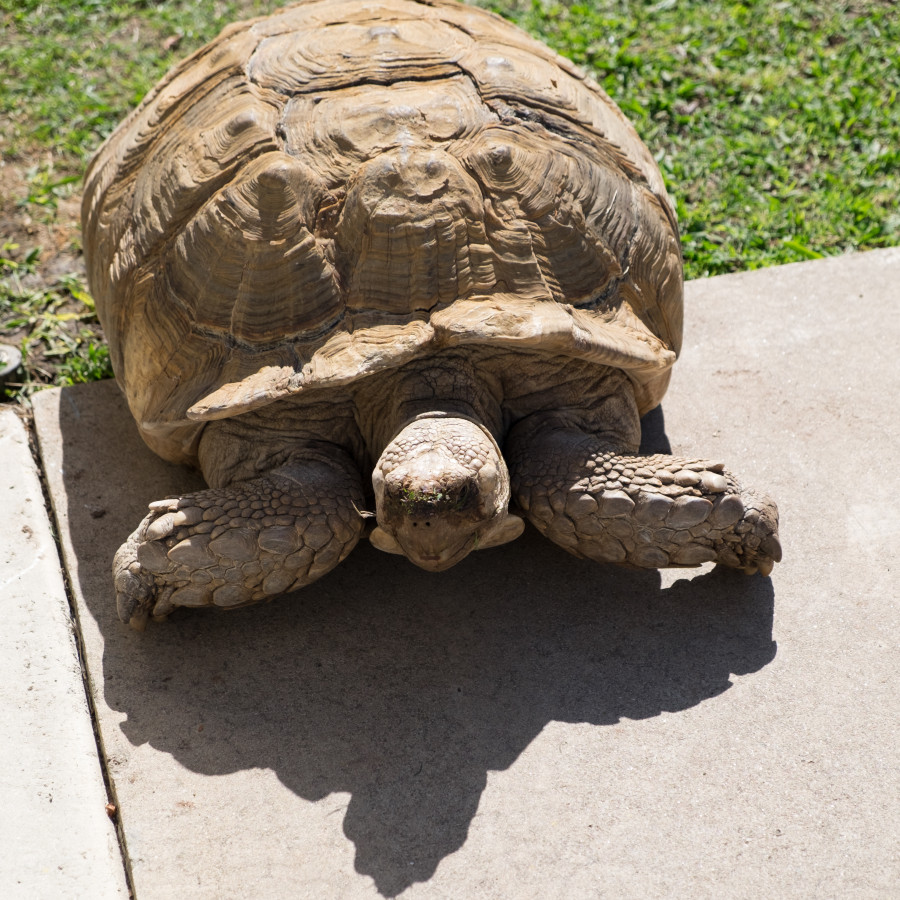 Tortoise