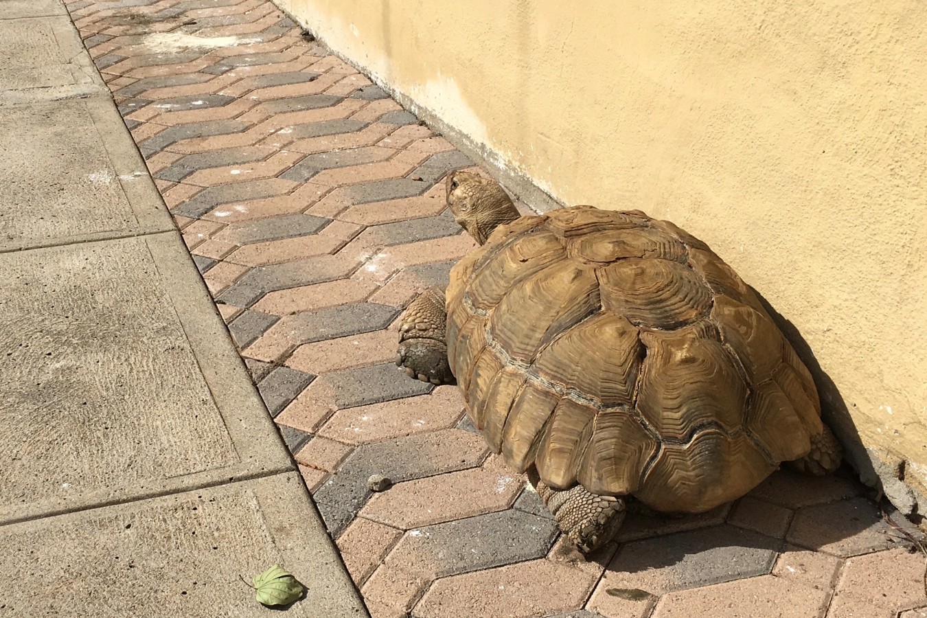 Tortoise Back