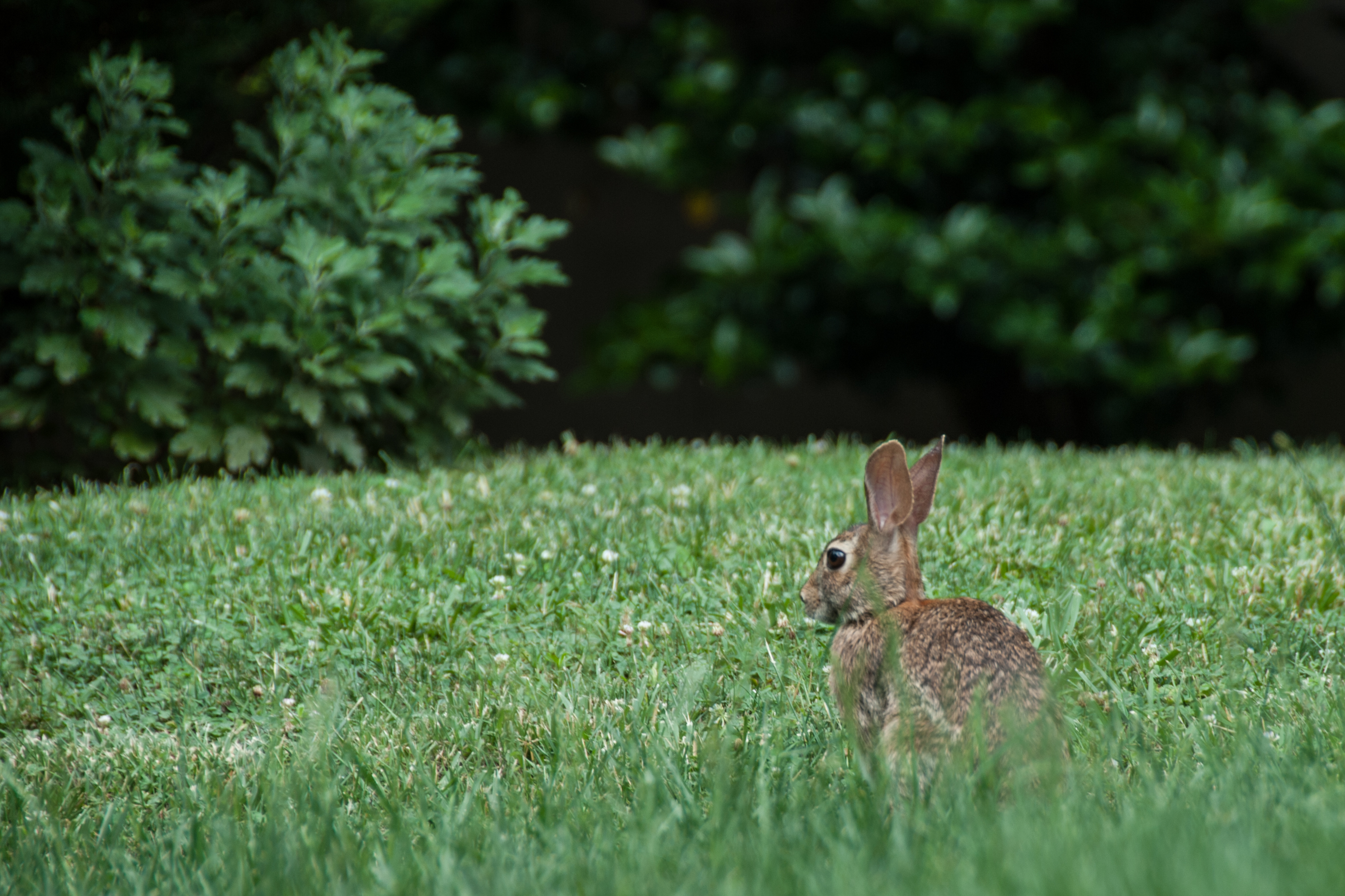 Wild bunnies in my 2024 yard