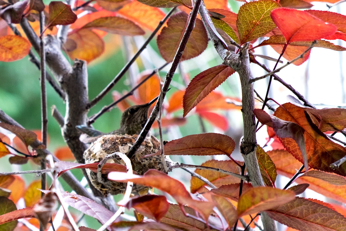 Momma Hummer Cropped