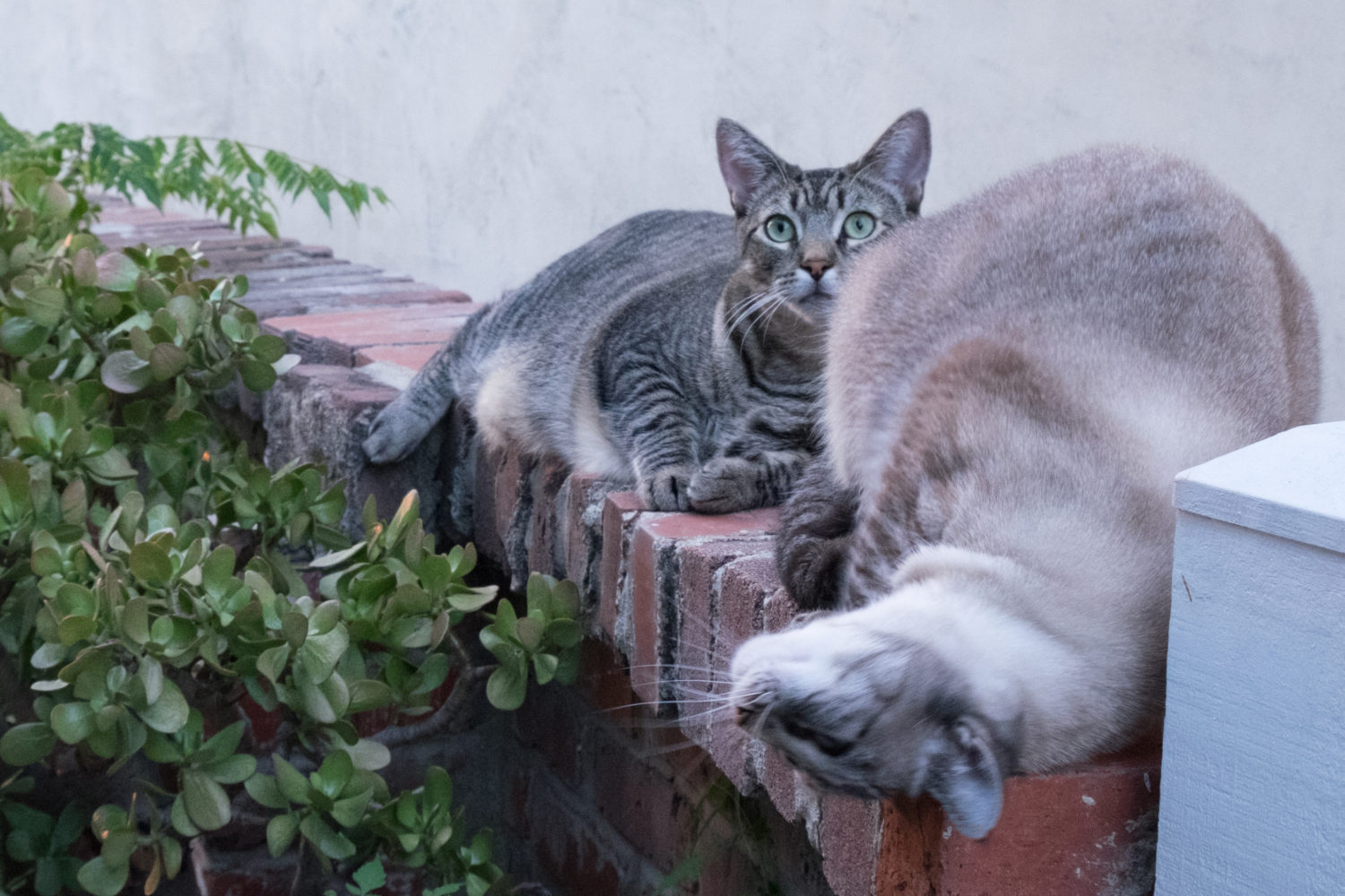 two-cat-friends