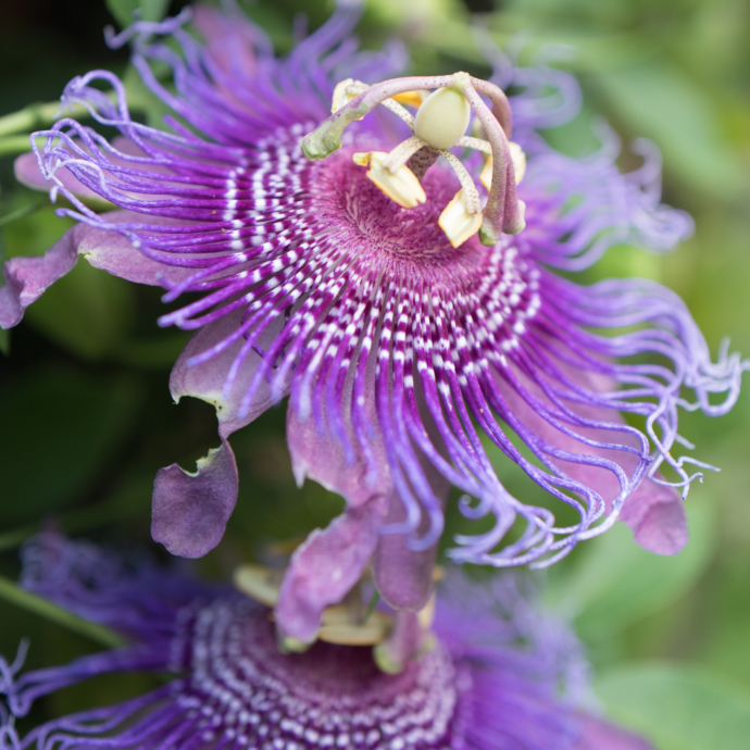 Purple Passion Flower 5 Minutes with Joe