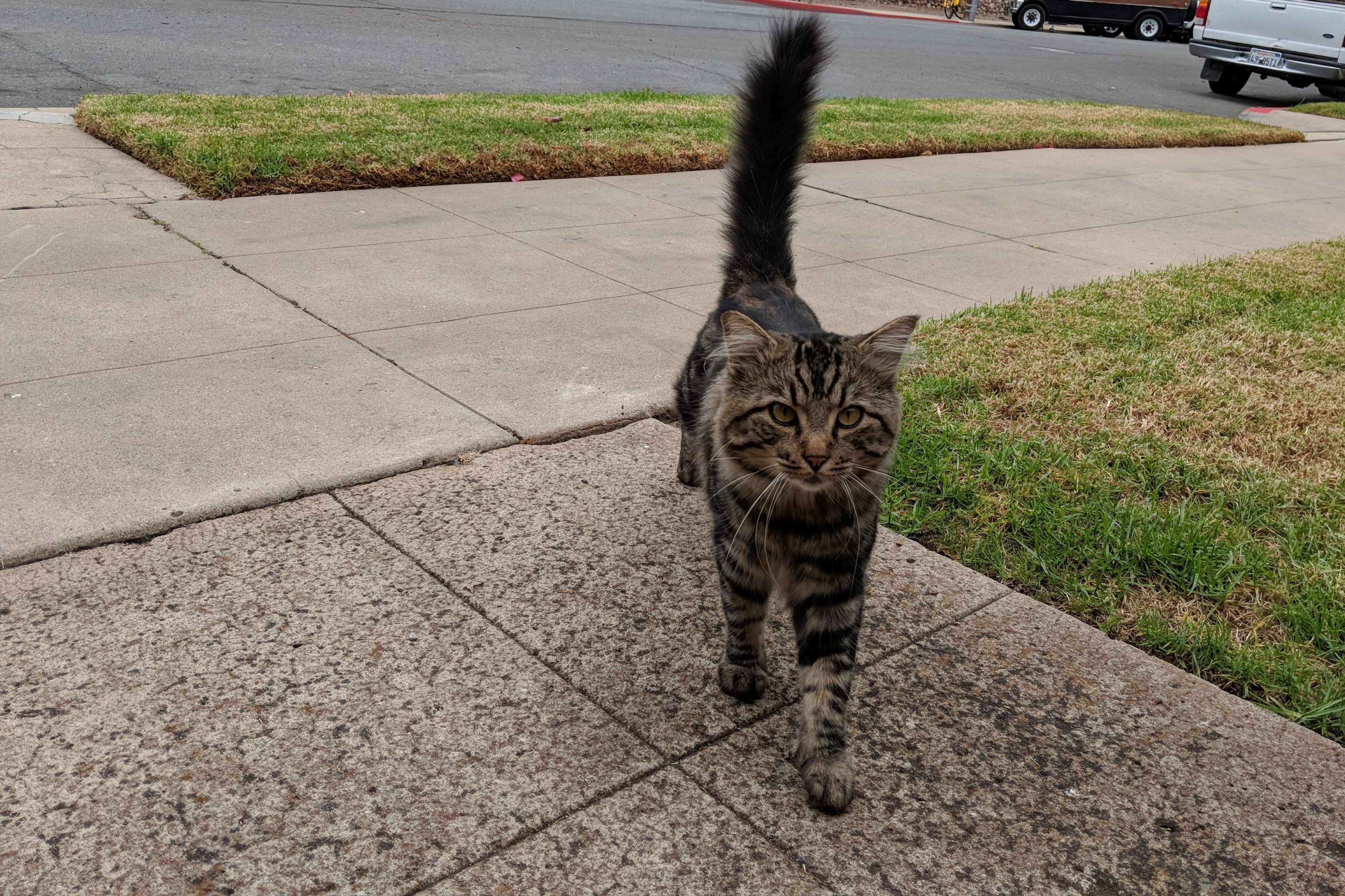 The Cats of University Heights: E.T. – 5 Minutes with Joe