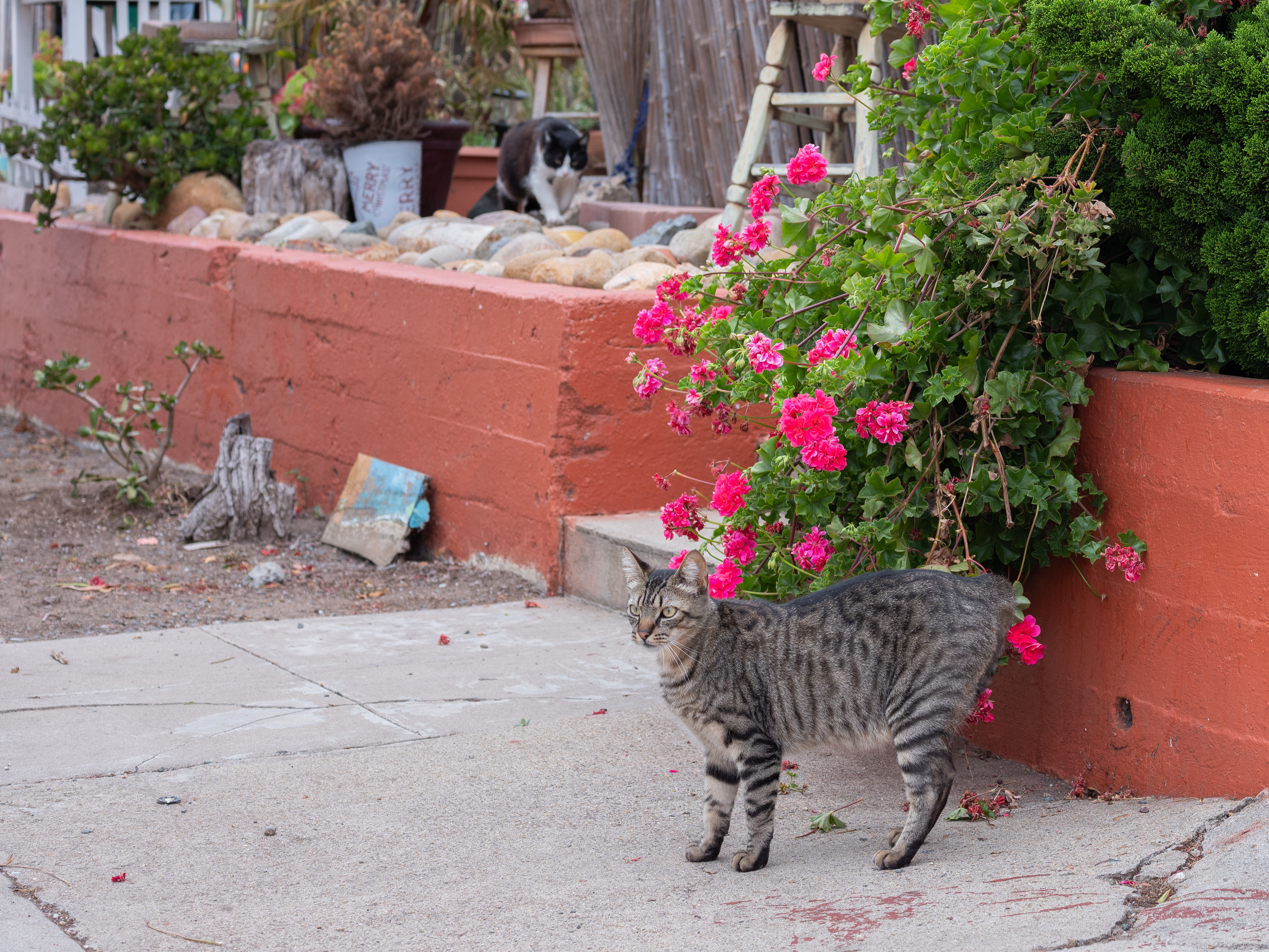 The Cats of University Heights: Sprout – 5 Minutes with Joe4642 x 3482