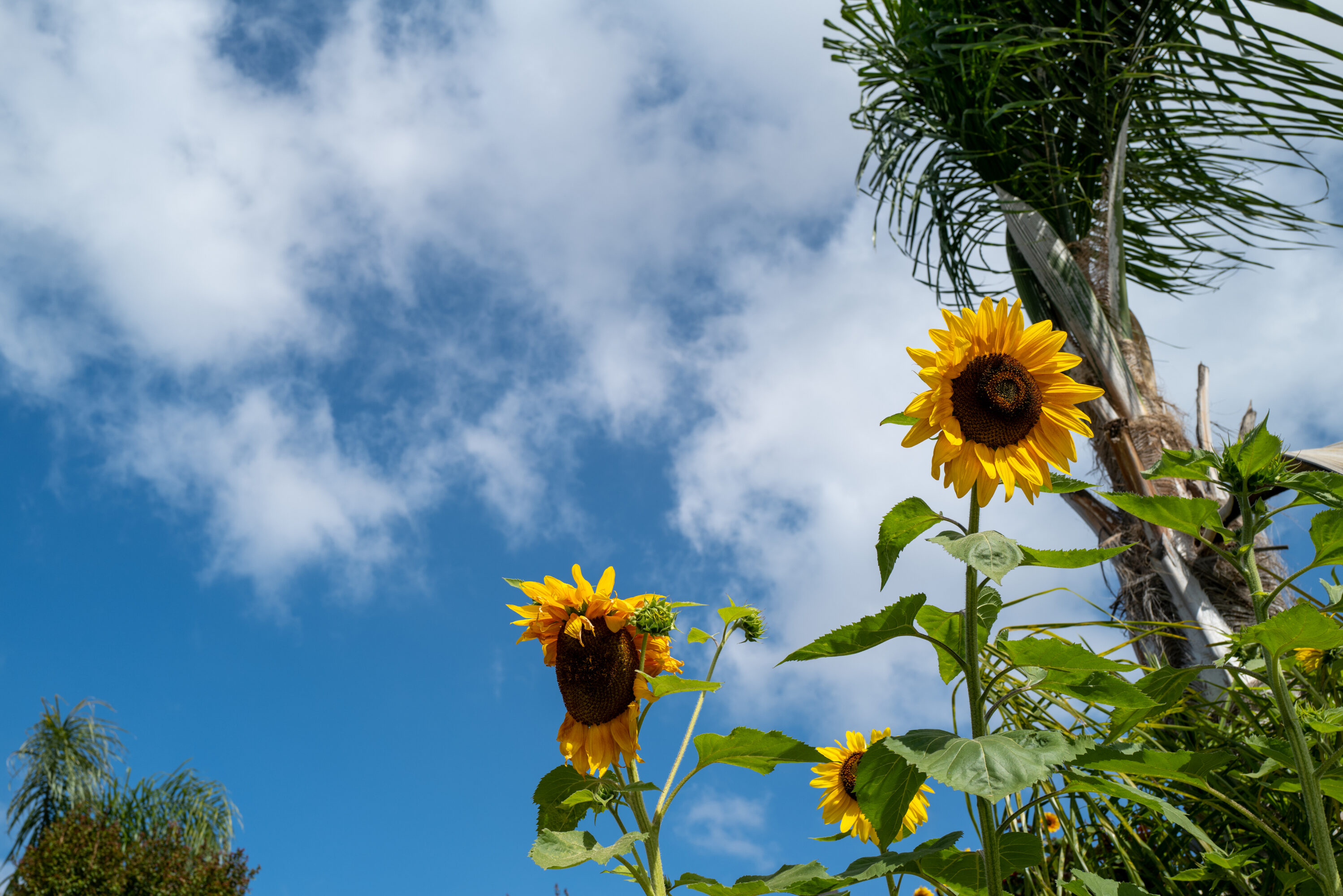 Sunflower Skies – 5 Minutes with Joe